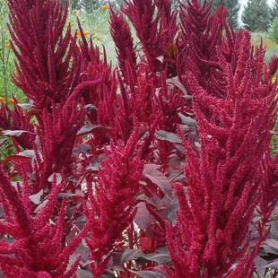 β���{���׷N�@�־G�����ܷN���Ϙ������˹Ȉ@�ֻ���ֲ�ﻨ�ݷN��