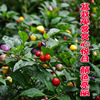 Colorful millet peppercorns Seed colorful pepper Pepper Pepper Pepper Pot Pot Potted Plants Bright Watching Edit Colorful Pepper