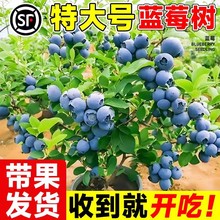 �{ݮ����玧���{ݮ�������ϱ����Nֲ�����ش��̨�����箔��Y��