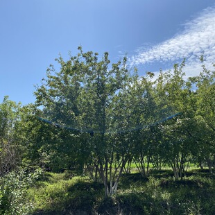 ������l��3-15�� �������Ǘ� С�^�G���ͺ���l�ʴ��