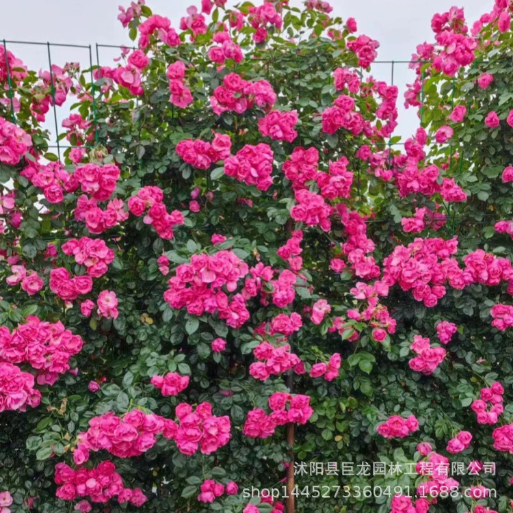 Саженцы цветов в горшках с бугенвиллией, драгоценные горшечные растения с двойными лепестками, вьющиеся лозы, вьющиеся цветы и зеленые растения.