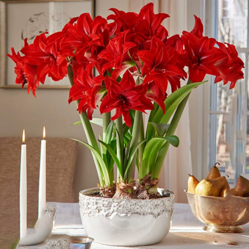 Луковицы амарилиса легко выращивать в горшках для использования в помещении и на улице, на двориках и балконах, постоянно цветут осенью и зимой.
