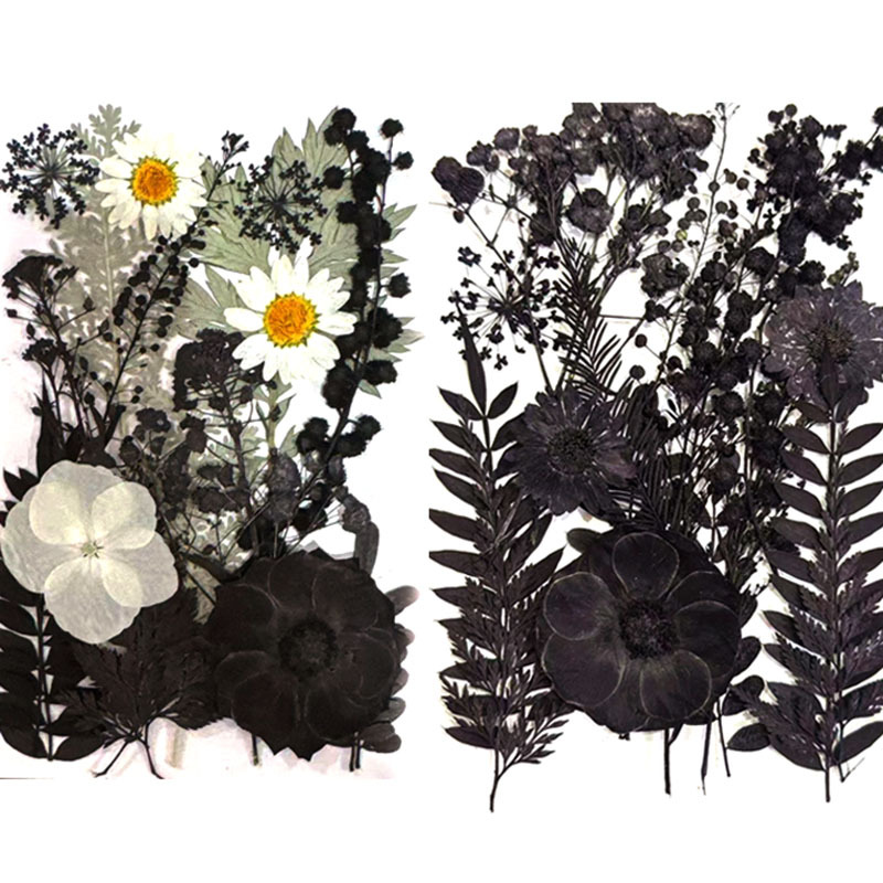 黑色花材押花材料包 跨境货源真花树叶植物标本DIY装饰干花压花