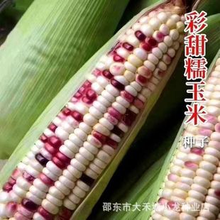 ����Ŵ���׷N�Ӵ��ﲥ�N������rʳ��Ŵ���׷��D����ˮ���߲˷N��