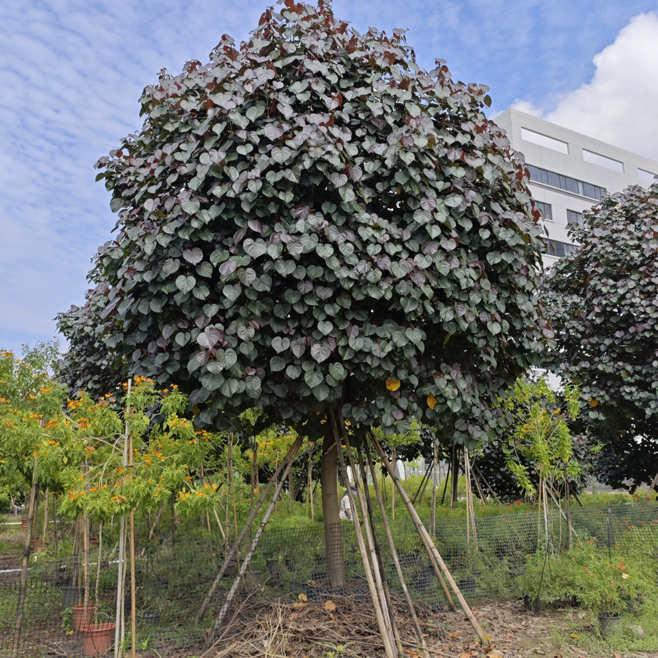 2408 база поставляет полностью коронованный красный лист, желтый гибискус, фиолетовый лист, Хуан Джин 18-25 см