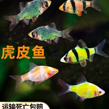 ��Ƥ�~�ɹ�G��Ƥ��Ƥ�G��Ƥ�Ꭷ�^�p�~��ˮС�ͻ��wȺ�Ό����~