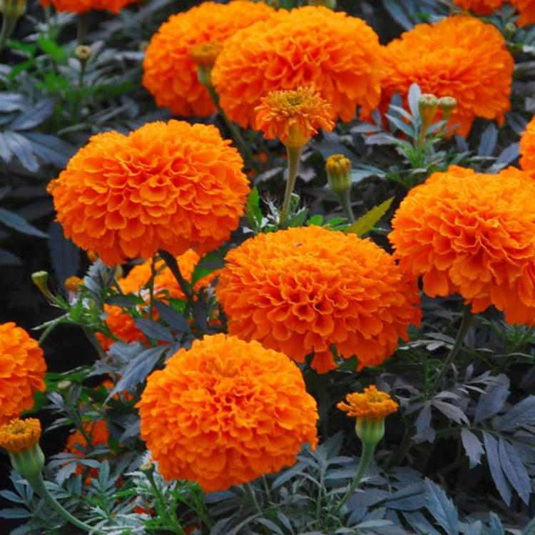 Поставка Травы Цветочные Семена Бархатцы Южная Африка Бархатцы Семена Цветов Сад Пейзаж Семена Цветок Море