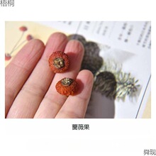 植物耳环天然干果南瓜耳饰材料个性创意小众首饰耳钉配件果子