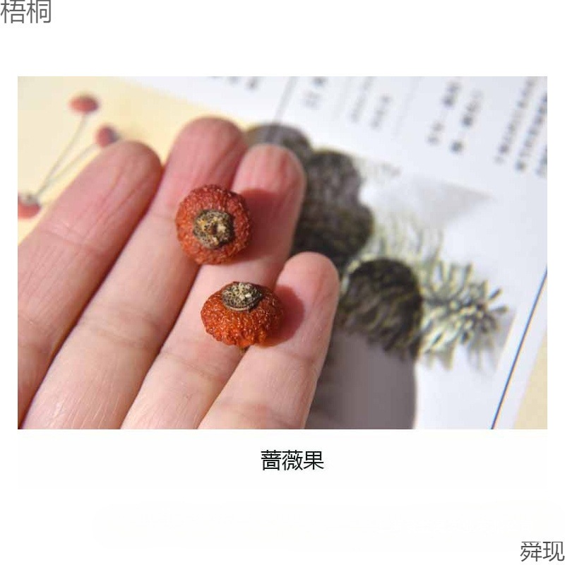 植物耳环天然干果南瓜耳饰材料个性创意小众首饰耳钉配件果子
