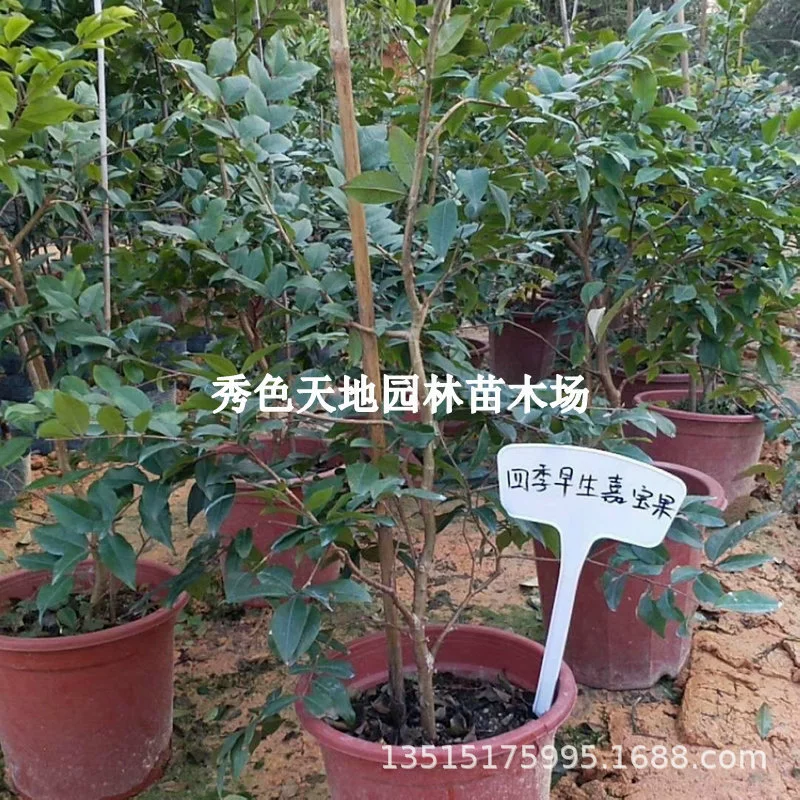 Four Seasons Раннее Garbo Фруктовое дерево Сеянка винограда Аутентичные Тайвань Дерево Виноград Плодовое дерево Посадка на севере и юге