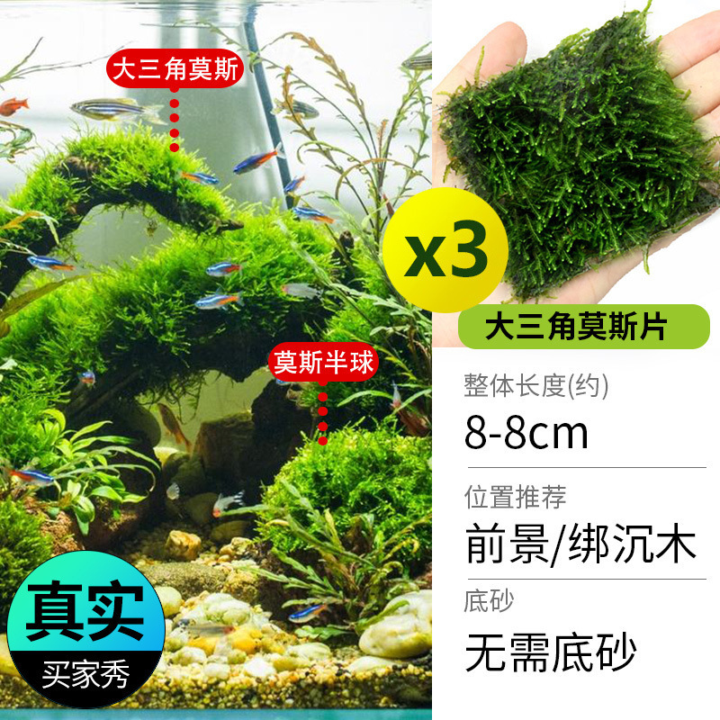 水槽造園パッケージ、水ヤシ、沈木、本物の水、淡水、無土壌植物、酸素化、低パール|undefined