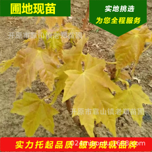 �������lŲ�����S��� �ͺ�����˹�D�S��� Ԫ�����޽��S�������