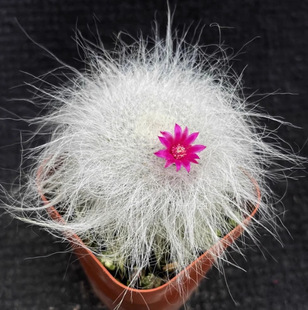 Snow Ape Yuweng Cactus Has Been Flowering for Many Years. Real Shot