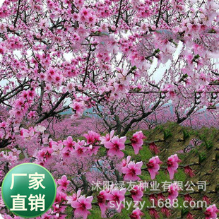 �a�����l�����²��Ҙ仨�N���Һ�ë�Һ�����Ұ����N�ֹ�ˇ�g�N��