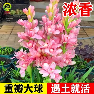 ������N��ѿ�������ذ��������ҹ��������ͥԺ�����ļ�����