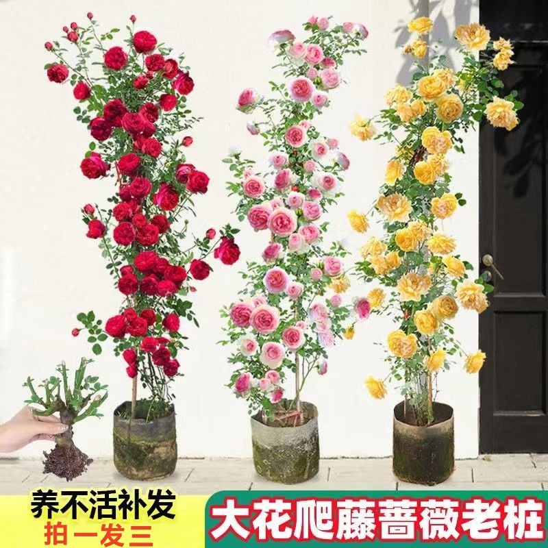 Flores de gran pila de rosas de rosa de temporada vieja, plantas de patio fragrantes, flores de balcón, flores de flores de rosa de rosa en todas las estaciones