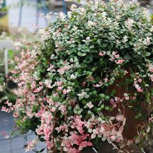 花叶络石黄金彩叶络石花苗盆栽吊兰四季垂吊爬藤植物花卉耐寒耐旱