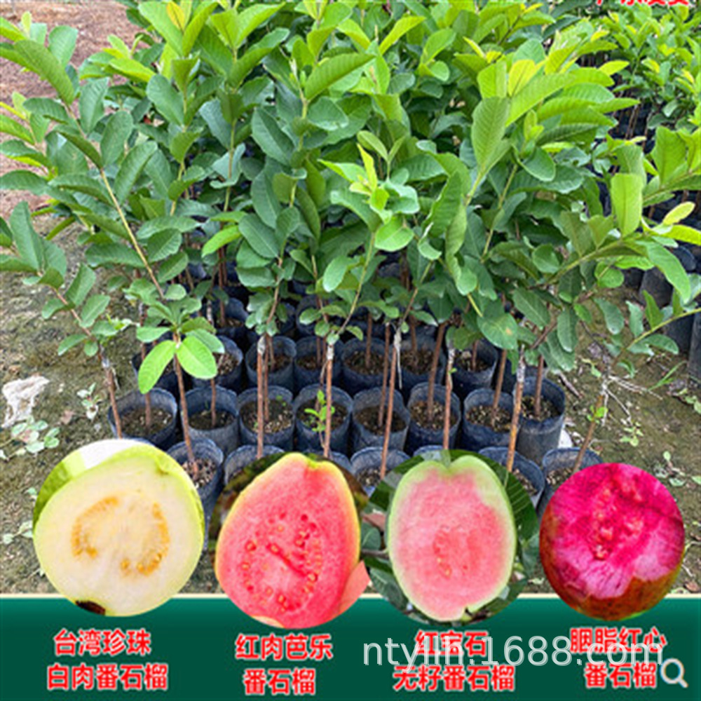 台湾珍珠四季番石榴苗芭乐苗红心番石榴苗红宝石番石榴苗当年结果