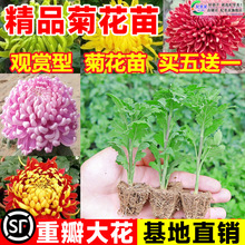 一件代发菊花苗四季开花食用大菊花盆栽九月荷兰菊室内外阳台庭院