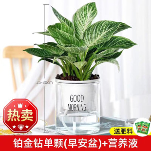 �K����������G�q�G�}�҃�ֲ�ﻨ�ܾGֲˮ������·�������ȩ�͏d