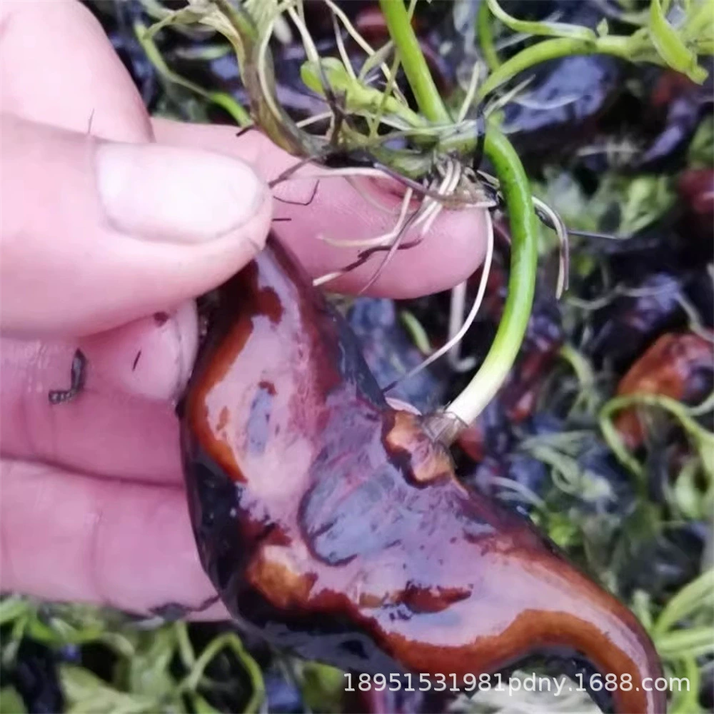 Рассада водяного каштана Прорастают семена водяного каштана Старый водяной каштан Специальность Хубэй Зеленые виды каштанов Водные плавающие растения