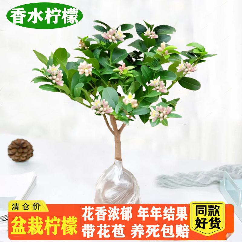 Perfume, árbol joven en maceta de limón con flores, flores comestibles con sabor a Luzhou, balcón, patio, pilas antiguas, resultados de la plantación