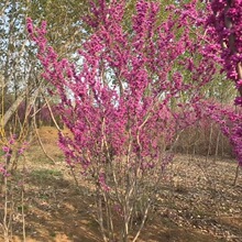 供应园林l绿化苗木 丛生紫荆 紫荆2-8cm 量大优惠 基地直销