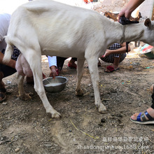 关中奶山羊养殖 奶山羊养殖利润分析 萨能奶山羊