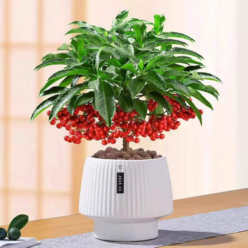 Золотистое нефритовое растение в горшке с плодами для украшения интерьера, простое в уходе, подходит для гостиной и новогодних торжеств.