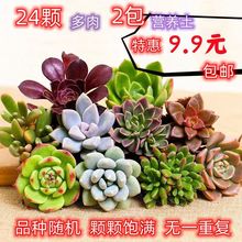 多肉批发植物新手套餐盆栽绿植好养易活室内办公室跨境独立站代发