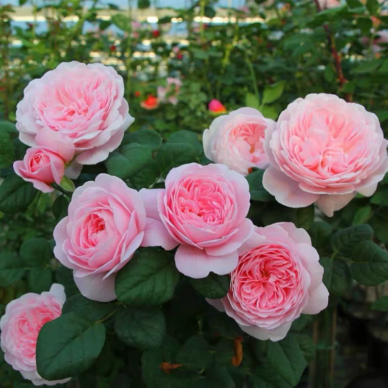 Роза очень большого размера, ароматный сок, цветок для балкона, двора, растение в горшке, роза, четырехсезонные розы, рассада с бутонами