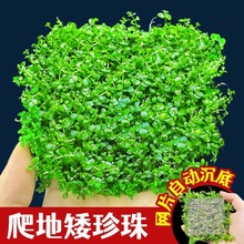 ���ذ�����ˮ���~���ձ�ſ�ذ�����ֲ�����Bˮ���쾰����ˮ�|