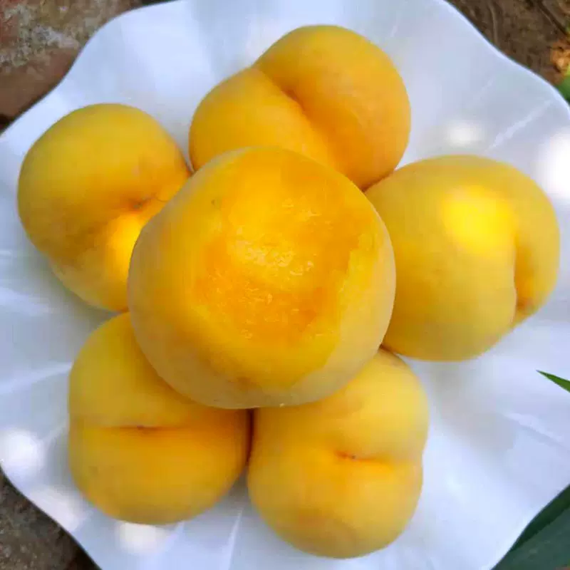 山东沂蒙黄金水蜜桃 代发3/5斤新鲜爆甜多汁黄毛桃当季孕妇水果