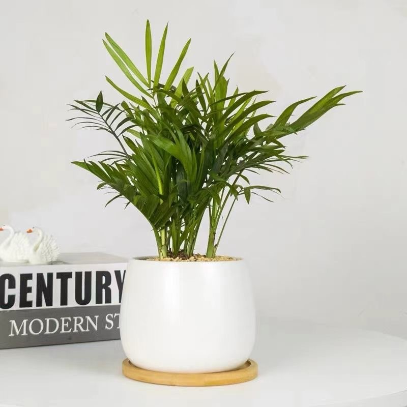 Árbol de la fortuna Planta de interior en maceta Sala de estar Planta verde resistente a la sombra Oficina Flores de escritorio Evergreen Evergreen Evergreen Evergreen Evergreen