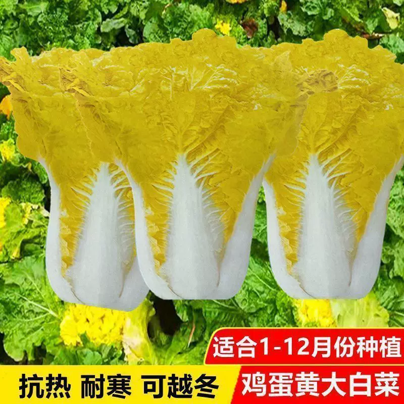 鸡蛋黄大白菜种子一年四季种黄心快菜籽高产抗病蔬菜种籽早熟耐热