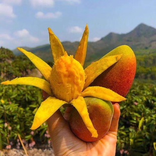 ����ˮ��â�����F��â�Ǵ���â��âһ�����l10����]�˱���֭ζ��