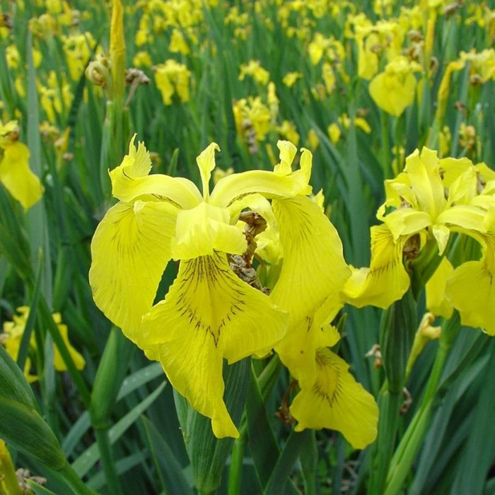 Ландшафтный дизайн Рассада Двор Растения Цветы Рассада ириса Водные Рассада ириса Желтый Рассада аириса Желтый