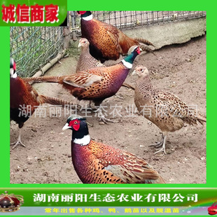 �u����w�߲�ɽ�u�����һ���g�u�л������ֱ�u���M�ṩ�Bֳ���g