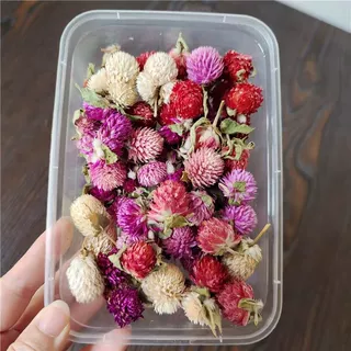 千日红粉白紫云南迷你干花花头diy红巧梅香薰蜡烛相框团扇浮游瓶