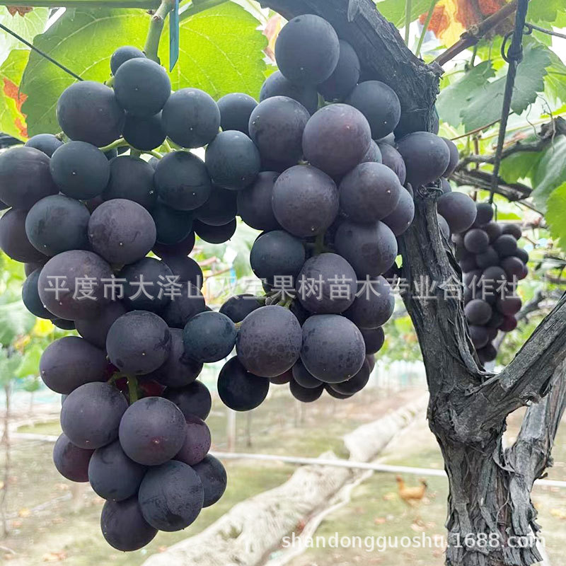 早熟 绍兴 邵星 一号 1号 嫁接扦插 南方北方种植葡萄树苗