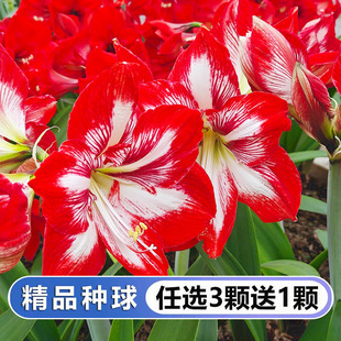 Dropshipping Amaryllis Double-Flowered Bulb Extra Large Bulb All Year Round Potted Flower Plant Indoor Balcony Courtyard New