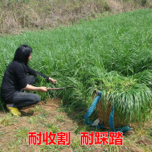 牧草种子南方北方多年生四季黑麦草籽高产耐寒冬牧70鸭鹅猪牛羊