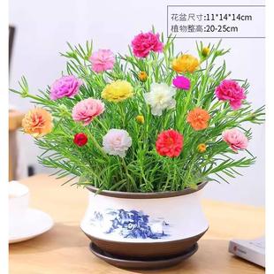 Double-Petaled Sunflower Potted Plant with Buds, Mixed-Color Perennial Roots, Indoor Balcony Florals That Bloom Continuously and Are Easy to Maintain in All Seasons