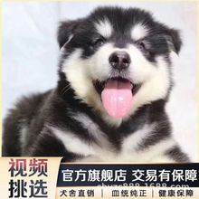 纯种阿拉斯加犬幼犬活体出售大型阿拉斯加雪橇犬巨型犬阿拉斯加犬