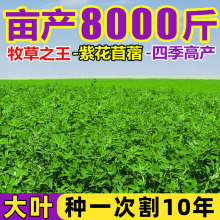 ϻޣݷNιiţuZļ~ݷN~ݷN