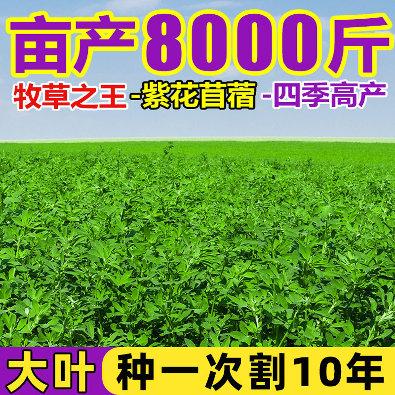 紫花苜蓿草种籽喂猪牛羊兔鸡鸭鹅多年生四季大叶牧草种子鱼草种籽