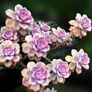 �Ϙ�С�Ϙ�����ֲ��M�������ײ��������� �k���҃Ȅ����ɫ����