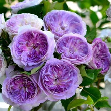 蓝月石灌木大花浓香型月季勤花抗病直立性好多季开花盆栽花卉月季