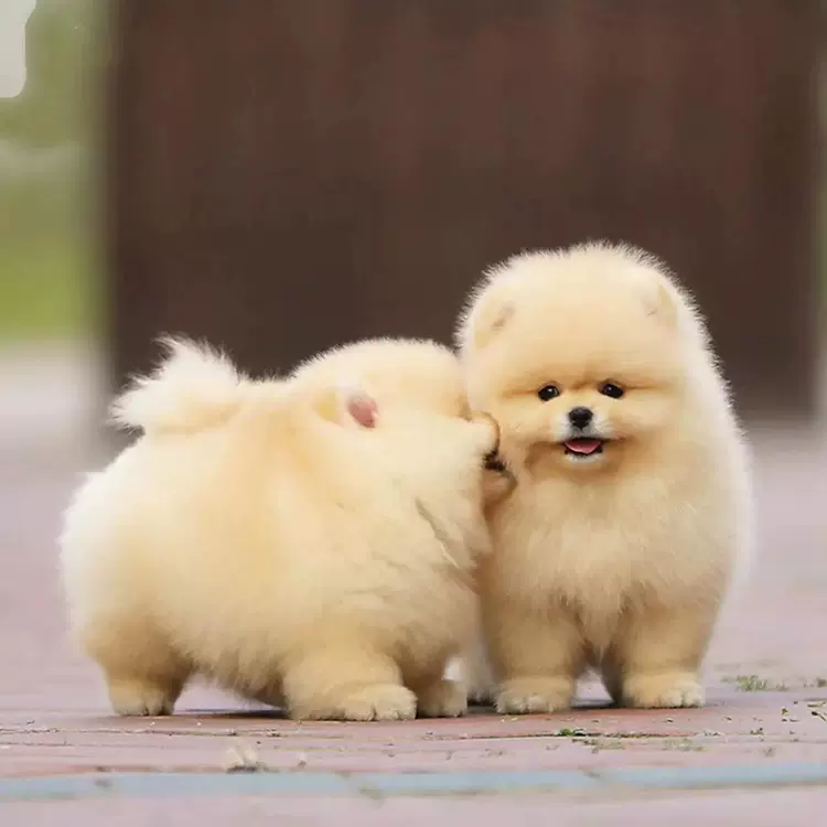 纯种博美幼犬活体狗博美小型犬茶杯犬俊介犬宠物犬伴侣犬宠物狗狗