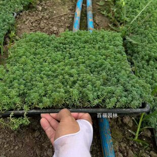 ���A���췽�P�бP�籡ѩ�f��ݷ��P���͸ɺ��ļ������䁻���ֲ��